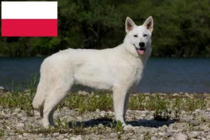 Lees meer over het artikel Witte Zwitserse Herder Hondenfokker en Puppies in Polen