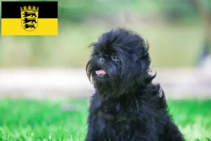 Lees meer over het artikel Affenpinscher fokkers en pups in Baden-Württemberg