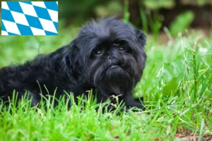 Lees meer over het artikel Affenpinscher fokkers en pups in Beieren