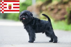 Lees meer over het artikel Affenpinscher fokkers en pups in Bremen