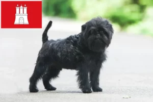 Lees meer over het artikel Affenpinscher fokkers en pups in Hamburg