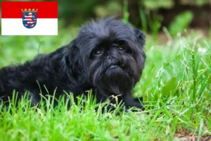 Lees meer over het artikel Affenpinscher fokkers en pups in Hessen