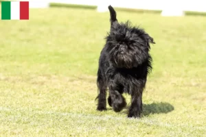 Lees meer over het artikel Affenpinscher fokkers en pups in Italië