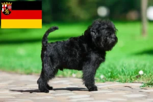 Lees meer over het artikel Affenpinscher fokkers en pups in Rijnland-Palts