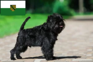 Lees meer over het artikel Affenpinscher fokkers en pups in Saksen