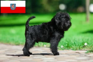 Lees meer over het artikel Affenpinscher fokkers en pups in Thüringen