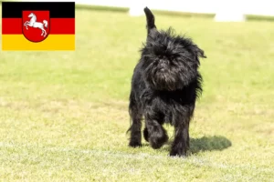 Lees meer over het artikel Affenpinscher fokkers en pups in Nedersaksen