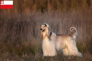 Lees meer over het artikel Afghaanse windhond fokker en pups in Utrecht