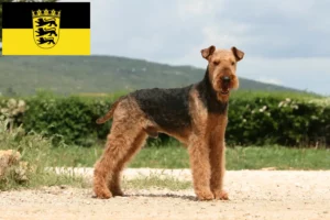 Lees meer over het artikel Airedale Terrier fokkers en pups in Baden-Württemberg