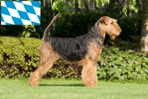 Lees meer over het artikel Airedale Terrier fokkers en puppies in Beieren