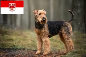 Lees meer over het artikel Airedale Terrier fokkers en pups in Brandenburg