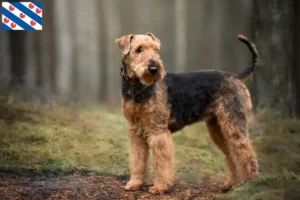 Lees meer over het artikel Airedale Terrier fokkers en pups in Friesland