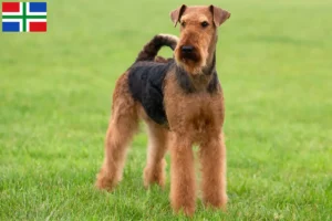 Lees meer over het artikel Airedale Terrier fokkers en pups in Groningen