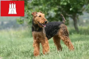 Lees meer over het artikel Airedale Terrier fokkers en pups in Hamburg