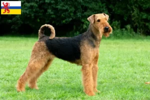 Lees meer over het artikel Airedale Terrier fokkers en pups in Limburg