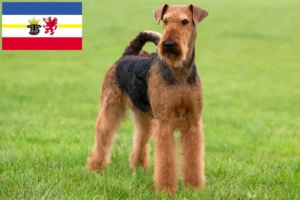 Lees meer over het artikel Airedale Terrier fokkers en pups in Mecklenburg-Vorpommern