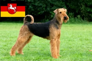 Lees meer over het artikel Airedale Terrier fokkers en pups in Nedersaksen