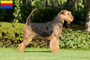 Lees meer over het artikel Airedale Terrier fokkers en pups in Noord-Holland