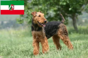 Lees meer over het artikel Airedale Terrier fokkers en pups in Noordrijn-Westfalen