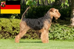 Lees meer over het artikel Airedale Terrier fokkers en pups in Rijnland-Palts