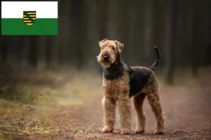 Lees meer over het artikel Airedale Terrier fokkers en pups in Saksen