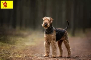 Lees meer over het artikel Airedale Terrier fokkers en pups in Zuid-Holland