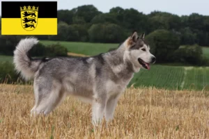 Lees meer over het artikel Alaska Malamute fokkers en pups in Baden-Württemberg