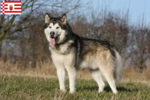 Lees meer over het artikel Alaska Malamute fokkers en pups in Bremen