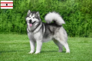 Lees meer over het artikel Alaska Malamute fokkers en pups in Drenthe