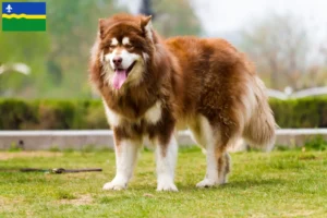 Lees meer over het artikel Alaska Malamute fokkers en pups in Flevoland