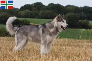 Lees meer over het artikel Alaska Malamute fokkers en pups in Groningen