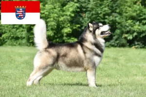 Lees meer over het artikel Alaska Malamute fokkers en pups in Hessen