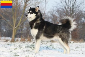 Lees meer over het artikel Alaska Malamute fokkers en pups in Noord-Holland