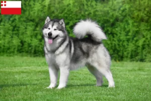 Lees meer over het artikel Alaska Malamute fokkers en pups in Utrecht