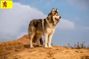 Lees meer over het artikel Alaska Malamute fokkers en pups in Zuid-Holland