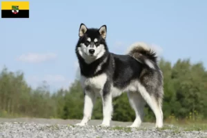 Lees meer over het artikel Alaska Malamute fokkers en pups in Saksen-Anhalt