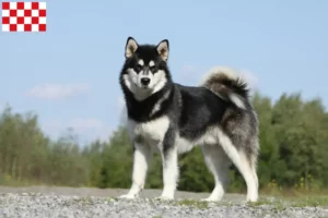 Lees meer over het artikel Alaska Malamute fokkers en pups in Noord-Brabant