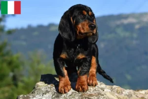 Lees meer over het artikel Alpine Dachsbracke fokkers en puppies in Italië