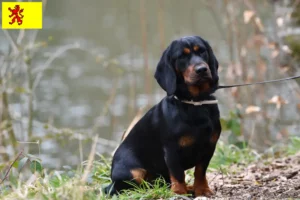 Lees meer over het artikel Alpine Dachsbracke fokkers en pups in Zuid-Holland