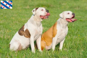 Lees meer over het artikel American Bulldog fokkers en pups in Friesland