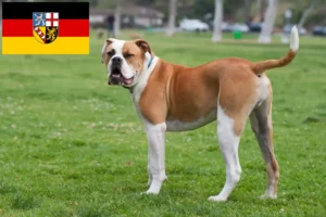 Lees meer over het artikel Amerikaanse Bulldog fokkers en pups in Saarland