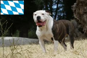 Lees meer over het artikel Amerikaanse Bulldog fokkers en puppies in Beieren