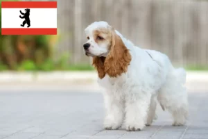 Lees meer over het artikel Amerikaanse Cocker Spaniel fokker en pups in Berlijn