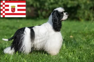 Lees meer over het artikel Amerikaanse Cocker Spaniel fokker en pups in Bremen