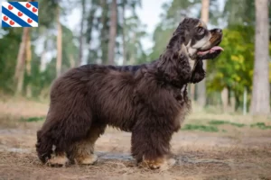 Lees meer over het artikel Amerikaanse Cocker Spaniël fokker en pups in Friesland