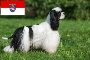 Lees meer over het artikel Amerikaanse Cocker Spaniel fokkers en pups in Hessen