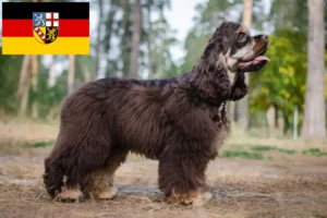 Lees meer over het artikel Amerikaanse Cocker Spaniel fokkers en pups in Saarland