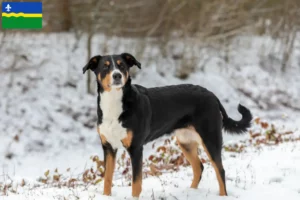 Lees meer over het artikel Appenzell Sennenhonden fokker en puppies in Flevoland