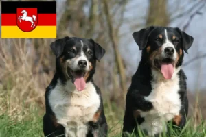 Lees meer over het artikel Appenzell Sennenhondenfokker en Puppies in Nedersaksen