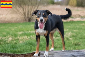 Lees meer over het artikel Appenzell Sennenhond fokker en pups in Overijssel